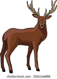 deer vector image on transparent background