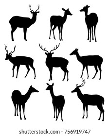 Deer is a vector silhouette illustration.  