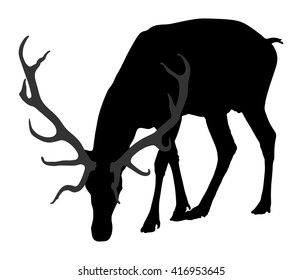 Deer vector silhouette illustration, isolated on white background.