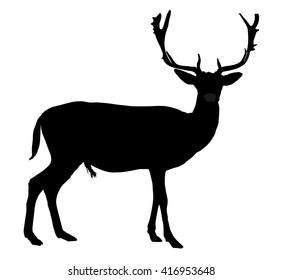 Deer vector silhouette illustration, isolated on white background. Sika deer isolated on white background.