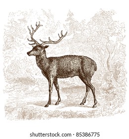 Venado - ilustración vintage - "Histoire naturelle" de Buffon y Lacépède publicado en Francia en 1881