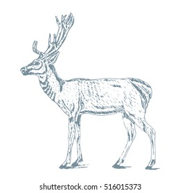 Deer vintage illustration on white background
