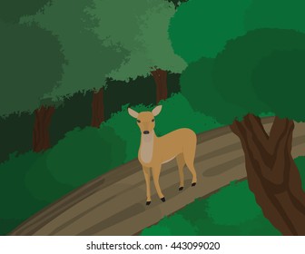 Deer walking on a  forest road.