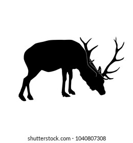 deer (wapiti) feeding vector black silhouette isolated on white background