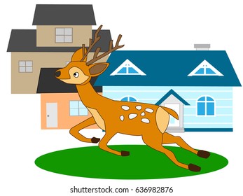 The deer which appears in the residential area.