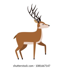 Deer wild animal