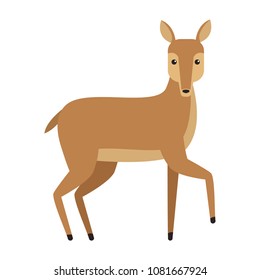 Deer wild animal