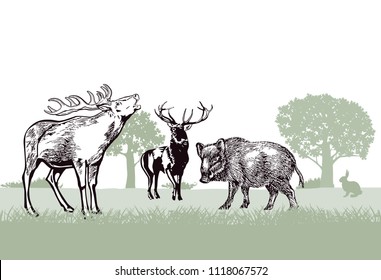 Deer and wild boar in the forest