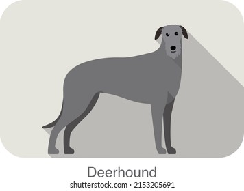 deerhound standing an watching, flat icon design, vector illustration