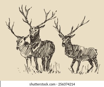 Deers engraving style, vintage illustration, hand drawn, sketch