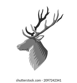 Deer's head isolated on white. Vector illustration.