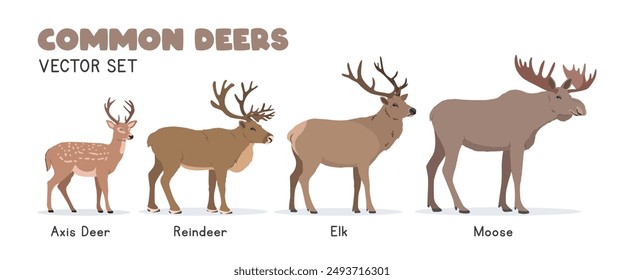 Deers vector illustration set. Deer species cartoon clipart set in flat style. Axis deer, reindeer, elk, moose flat vector design. Wild animals concept