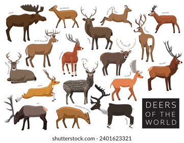 Deers of the World Set Cartoon Vector Character