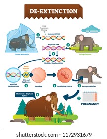 De-extinction infographic vector illustration. Detailed process explanation scheme with DNA modification, embryo, surrogate mother, pregnancy and mammoth - elephant hybrid.