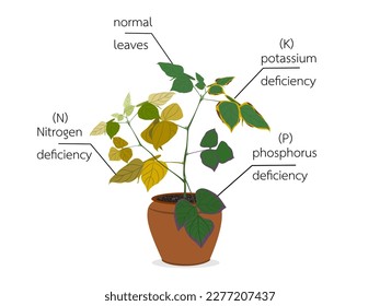 Deficiency of major plant nutrients.