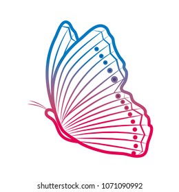 degraded line beauty butterfly insect animal flying