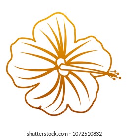 degraded line exotic flower with nature beautiful petals