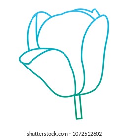 degraded line natural flower plant with nice petals