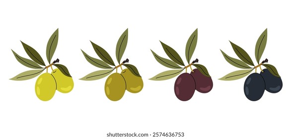 Degree of ripeness of olives. Olive tree, ripe olives, olive oil. Ingredients for cooking. Flat illustration on white background.