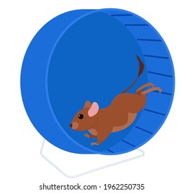 Degu running in wheell isolated on white. Cartoon pet degus, brush-tailed rat vector illustration.