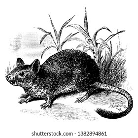 Degu is a small caviomorph rodent endemic to the Chilean matorral ecoregion of central Chile, vintage line drawing or engraving illustration.