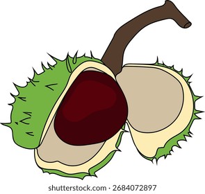Frutos deiscentes de castanheiro-da-índia (Aesculus hippocastanum), isolados sobre fundo branco	
