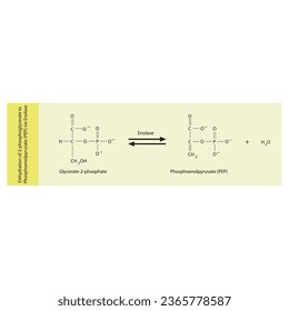 Dehydration of 2-phosphoglycerate to Phosphoenolpyruvate (PEP) via Enolase, molecular skeletal formula diagram on on yellow background.