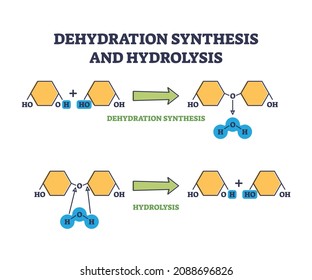 Dehydration synthesis and hydrolysis chemical process stages outline diagram. Labeled educational larger molecule formation releasing water vector illustration. Covalent bonds formation reaction graph