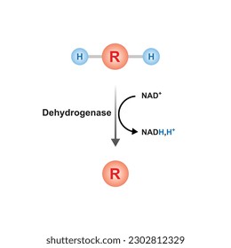 Dehydrogenase Enzyme Function Concept Design. Vector Illustration.