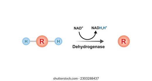 Dehydrogenase Enzyme Function Concept Design. Vector Illustration.