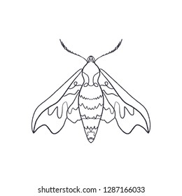 Deilephila elpenor. Contour hawk moth. Antistress coloring. Butterfly sketch EPS