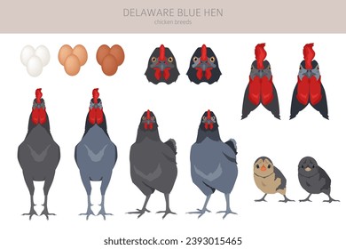 Delaware Blue Hen Chicken breeds clipart. Poultry and farm animals. Different colors set.  Vector illustration