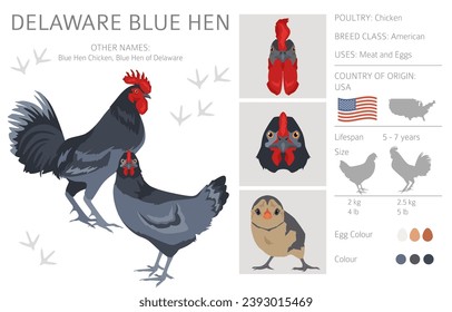 Delaware Blue Hen Chicken breeds clipart. Poultry and farm animals. Different colors set.  Vector illustration