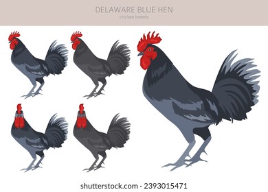 Delaware Blue Hen Chicken breeds clipart. Poultry and farm animals. Different colors set.  Vector illustration