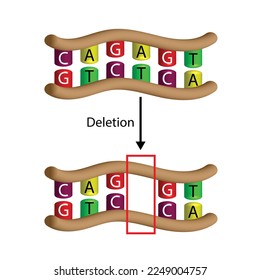 Deletion mutation,  the loss of one or more nucleotides from a segment of DNA, Changing sequence of G and C, T and A on DNA strand. Genomics, Scientific design, Vector illustration