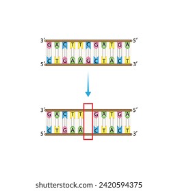 Deletion mutation, the loss of one or more nucleotides from a segment of DNA, Changing sequence of G and C, T and A on DNA strand. Genomics, Scientific design, Vector illustration.