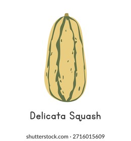 Delicata Squash Flat Cartoon Vetor Ilustração isolada no fundo branco