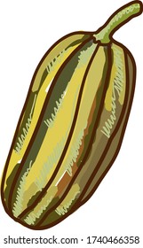 Calabaza de calabaza delicata, ilustración, vector sobre fondo blanco