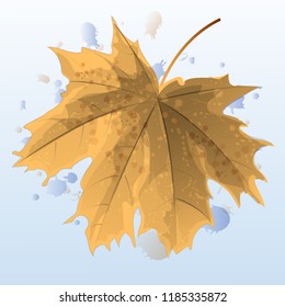 delicate autumn maple leaf in watercolor colors
