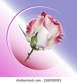 Delicate background with a beautiful pink rose. Vector illustration.