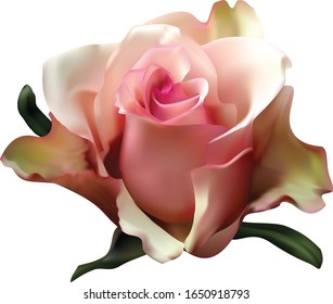 delicate beautiful pink-yellow rose with unusual wavy edges of the petals and green leaves on a white background