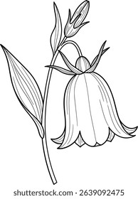 Delicate bellflower botanical line drawing illustration