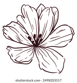 Delicate black line drawing of a single lily flower with five petals.