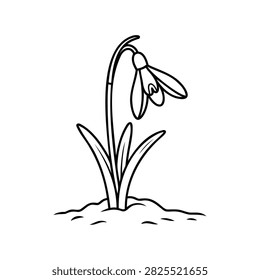 Delicate black and white line art illustration of a snowdrop flower emerging from the ground. A beautiful botanical symbol representing early spring, hope, awakening nature, and floral beauty.