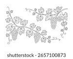 A delicate black and white line drawing of grapevines with clusters of grapes and leaves, creating an elegant botanical illustration.