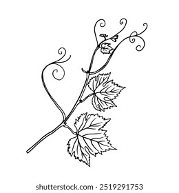 delicate black and white line drawing of a grapevine with curling tendrils and detailed leaves. Ideal for use in botanical illustrations, wine labels, posters, or decorative designs.