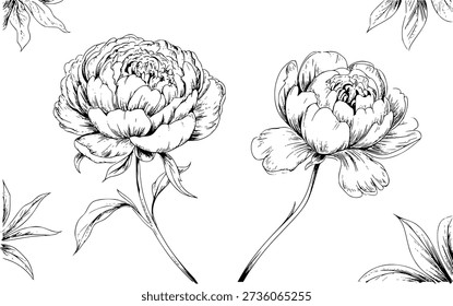 Delicate Black and White Line Peony Flowers with Leaves White Background floral botanical
