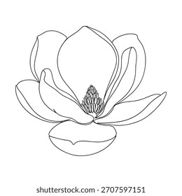 Un delicado boceto en blanco y negro de una flor de magnolia completamente florecida.