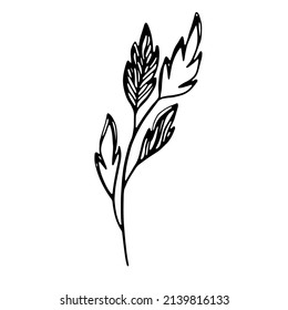 Delicate black and white sketch of leaves. Vector illustration in hand drawn style.