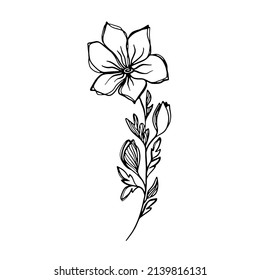 Delicate black and white sketch of a spring flower. Vector illustration in hand drawn style.